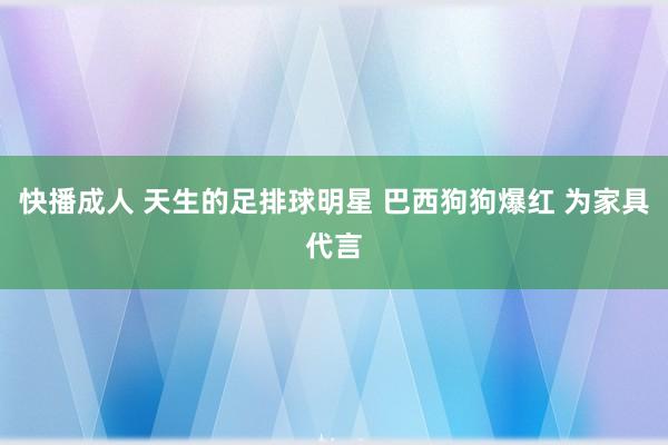 快播成人 天生的足排球明星 巴西狗狗爆红 为家具代言